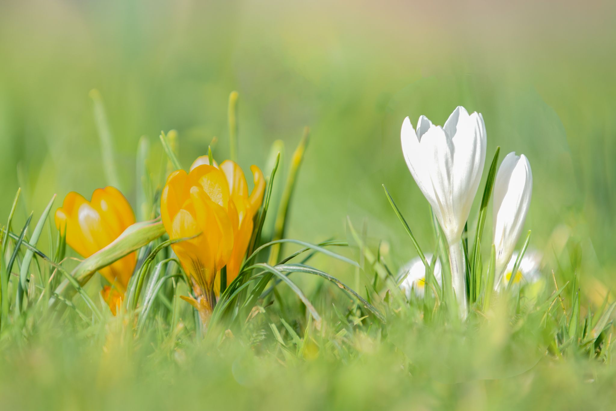 Le printemps arrive 12X18 DSC 4966